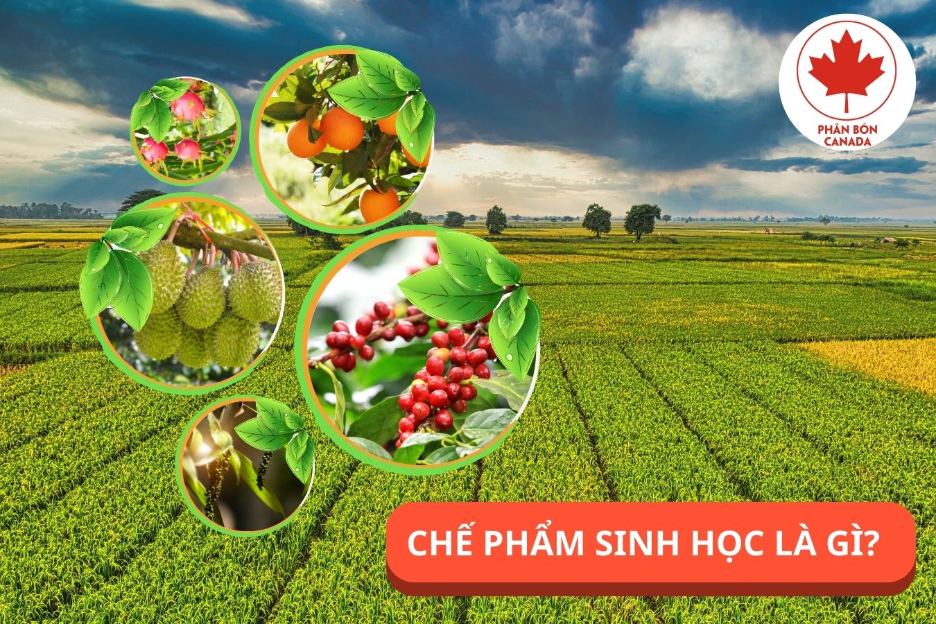 Vai trò và tầm quan trọng trong nông nghiệp hiện đại